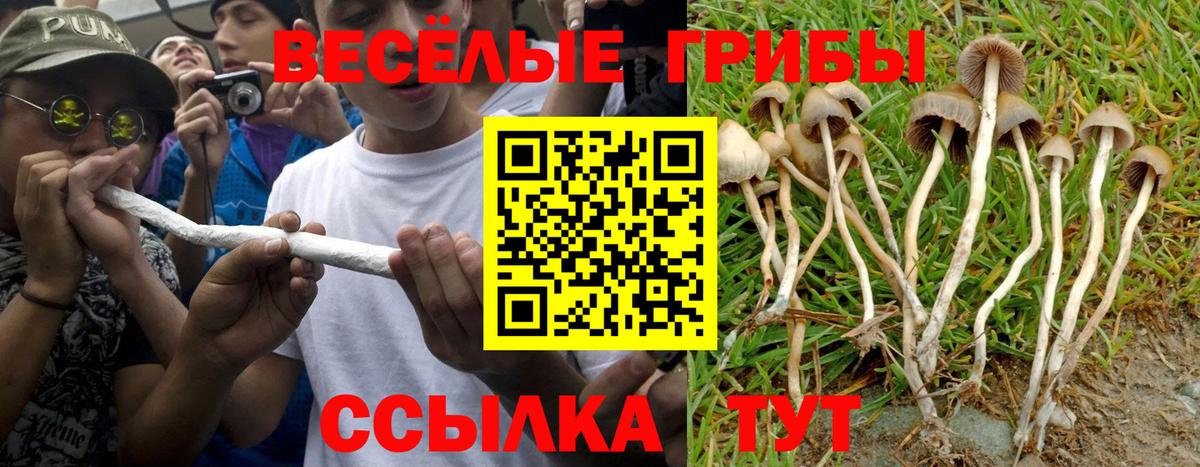 Бердск  Галлюциногенные грибы мицелий  Вход с VPN 
